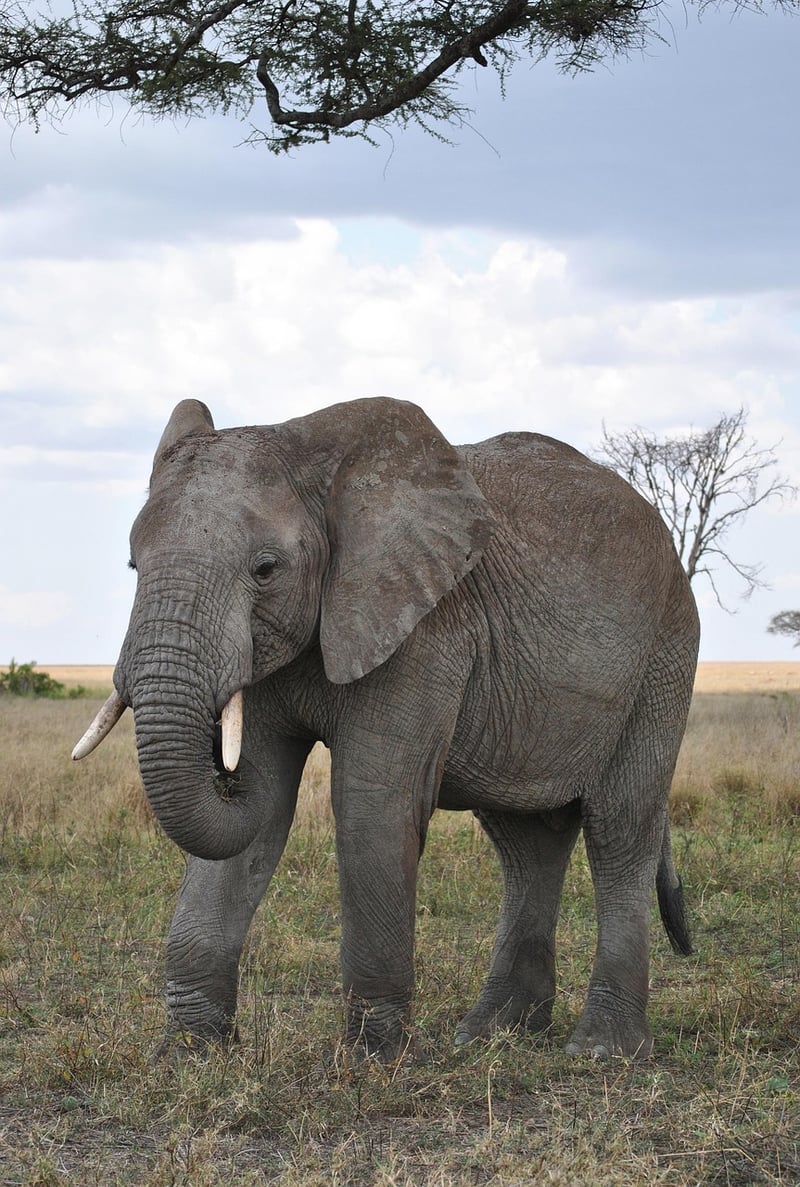 Serengeti National Park, Tanzania